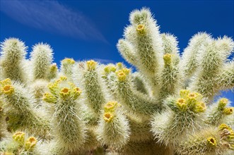 USA, California, Joshua Tree National Park, Cholla cactus.