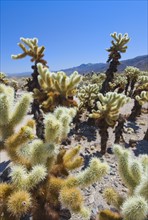 USA, California, Joshua Tree National Park, Cholla cactus.