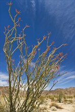 USA, California, Joshua Tree National Park, Ocotillo cactus.