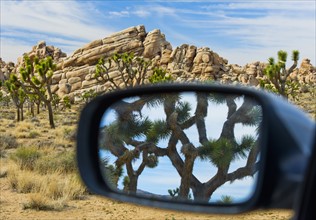 USA, California, Joshua Tree National Park, Joshua tree reflected in side view mirror.