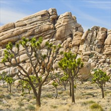 USA, California, Joshua Tree National Park, Joshua trees in desert.
