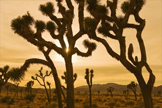 USA, California, Joshua Tree National Park, Joshua trees in desert at sunset.