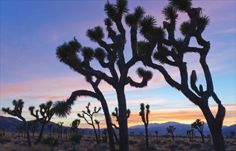 USA, California, Joshua Tree National Park, Desert at sunset.
