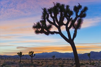 USA, California, Joshua Tree National Park, Desert at sunrise.