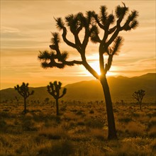 USA, California, Joshua Tree National Park, Desert at sunset.