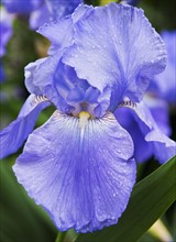 Blue-bearded Iris.