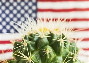 Cactus against American flag.