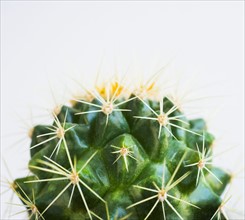 Studio shot of cactus.