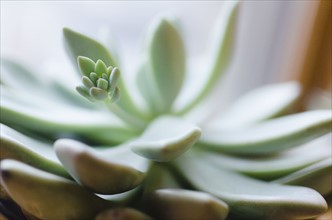 Close-up of succulent plant. 
Photo : Jamie Grill