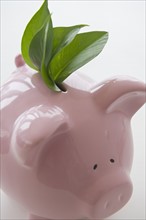 Fresh leaves in piggy bank. 
Photo : Jamie Grill