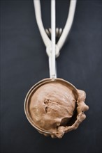 Close up of ice cream scoop. 
Photo : Jamie Grill