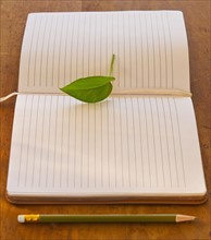 Close up of leaf lying on open notebook, studio shot. 
Photo : Daniel Grill