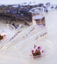 Close up of lavender and laboratory glassware, studio shot. 
Photo : Daniel Grill
