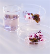 Close up of flowers in laboratory glassware, studio shot. 
Photo : Daniel Grill