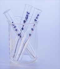 Close up of lavender in laboratory glassware, studio shot. 
Photo: Daniel Grill
