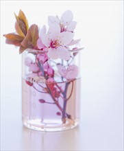 Close up of flowers and laboratory glassware, studio shot. 
Photo : Daniel Grill