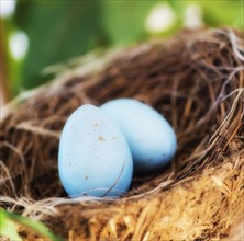 Close up of bird's eggs in nest, studio shot. 
Photo : Daniel Grill