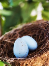 Close up of bird's eggs in nest, studio shot. 
Photo: Daniel Grill