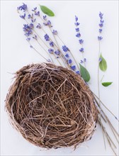 Close up of straw bird's nest and lavender, studio shot. 
Photo: Daniel Grill