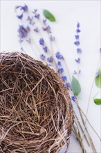 Close up of straw bird's nest and lavender, studio shot. 
Photo : Daniel Grill