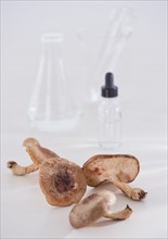 Close up of Shataki mushrooms and laboratory glassware, studio shot. 
Photo : Daniel Grill