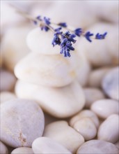 Close up of lavender on pebble stones, studio shot. 
Photo: Daniel Grill