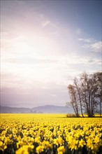 USA, Washington, Skagit Valley, Landscape with daffodil field. 
Photo: Take A Pix Media