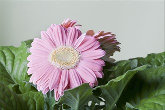 Close-up of pink daisy flower. 
Photo: Kristin Lee
