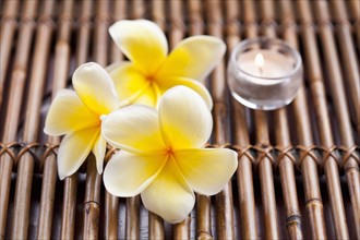 Plumeria flowers and scented candle. 
Photo: Kristin Lee