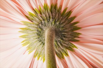 Close-up of pink daisy. 
Photo: Mike Kemp