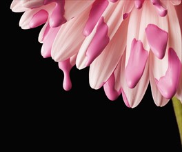 Close-up of pink daisy petals. 
Photo : Mike Kemp