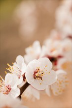 Close-up of cherry blossom. 
Photo: Mike Kemp
