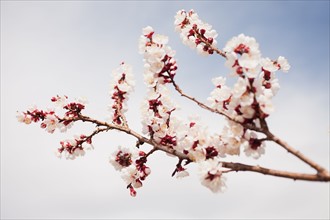 Cherry blossom branch. 
Photo : Mike Kemp