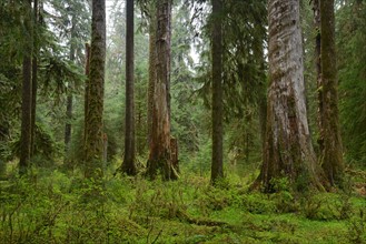 USA, Washington, Olympic National Park, Old trees in forest. 
Photo: Gary Weathers