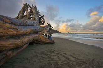 USA, Washington, LaPush, Driftwood on beach. 
Photo: Gary Weathers