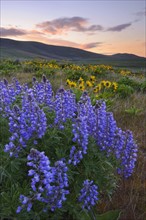 USA, Washington, Dalles Mountain State Park, Landscape with lupine flower in foreground. 
Photo :