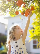 Happy young girl (4-5) reaching for fresh orange. 
Photo : Jessica Peterson