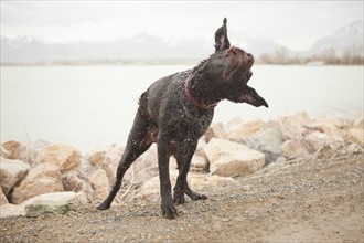 Female dog shaking off water as she emerges form lake. 
Photo: Jessica Peterson