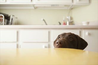 Dog's head emerging from beneath table. 
Photo : Jessica Peterson