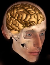 Conceptual image of human brain. 
Photo : Calysta Images