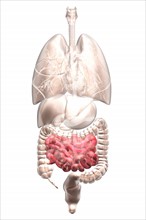 Biomedical illustration showing human internal organs. 
Photo : Calysta Images