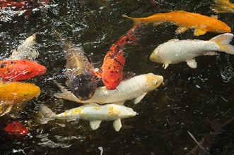 Japanese carps swimming in pond. 
Photo : Calysta Images