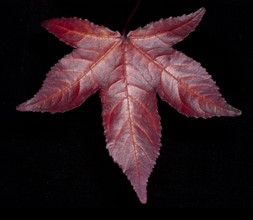 Close-up studio shot of red leaf. 
Photo : Calysta Images