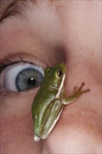 Green frog sitting on face of terrified girl (12-13). 
Photo: Calysta Images