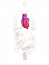 Biomedical illustration showing human heart. 
Photo : Calysta Images