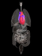 Biomedical illustration showing human heart. 
Photo: Calysta Images