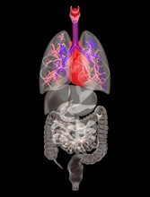 Biomedical illustration showing human internal organs. 
Photo: Calysta Images