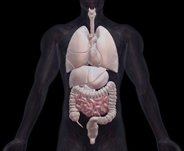 Biomedical illustration showing human internal organs. 
Photo: Calysta Images