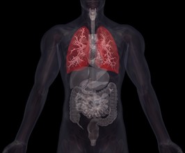 Biomedical illustration showing human internal organs with lungs indicated in red. 
Photo :