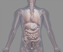 Biomedical illustration showing human internal organs. 
Photo : Calysta Images